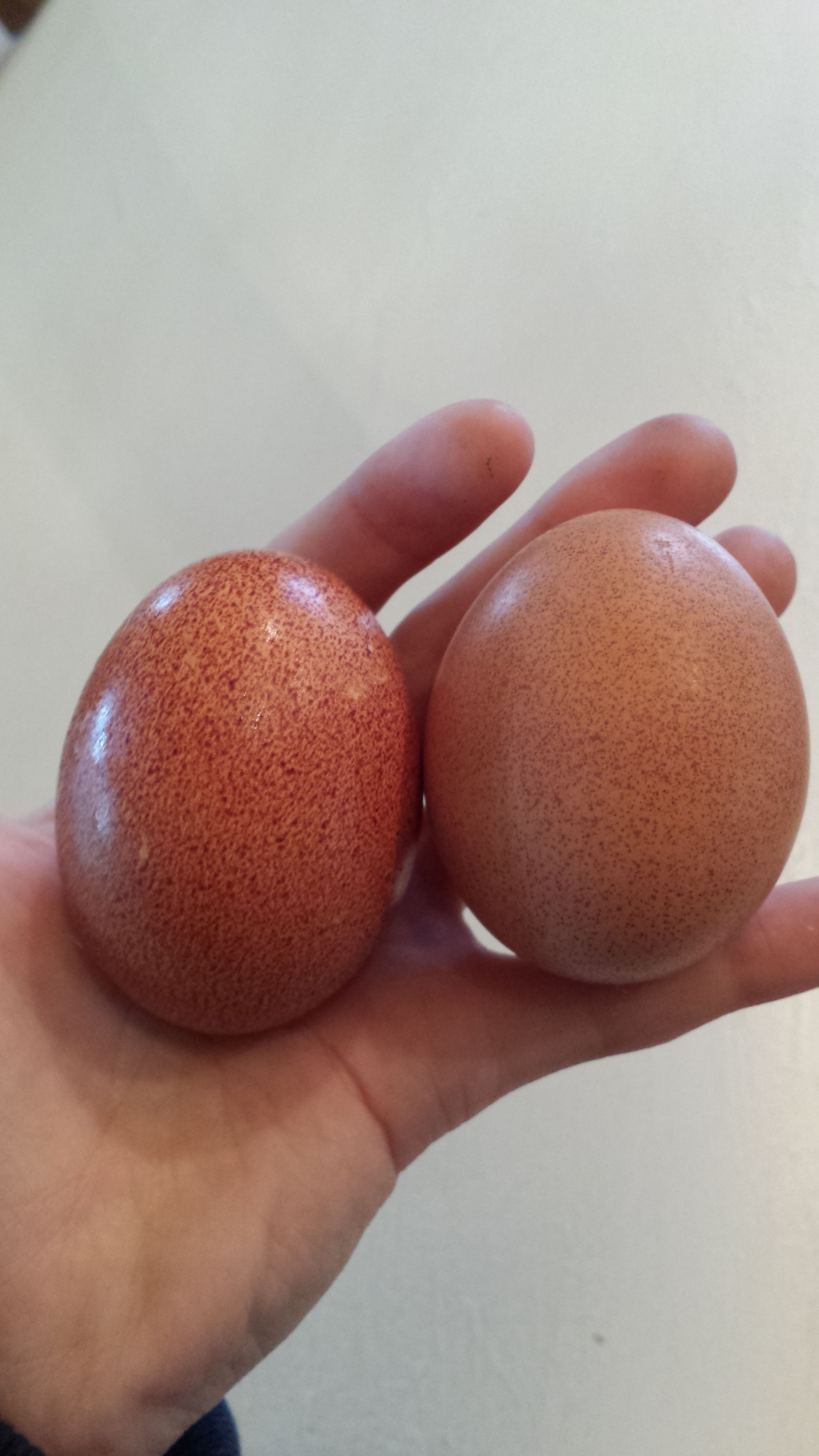 From my barnavelder hens