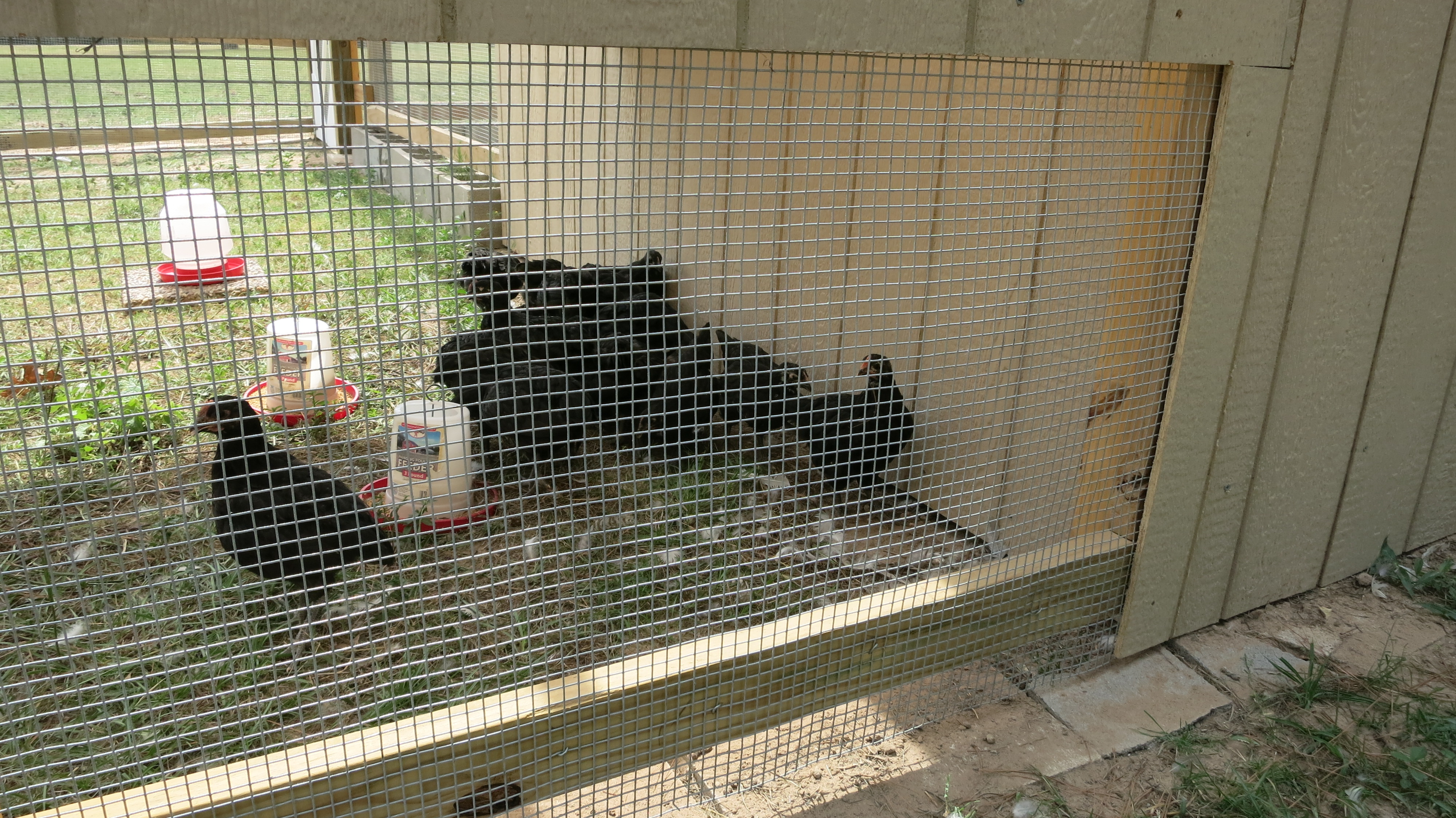 From outside, behind nesting/feeding crib: