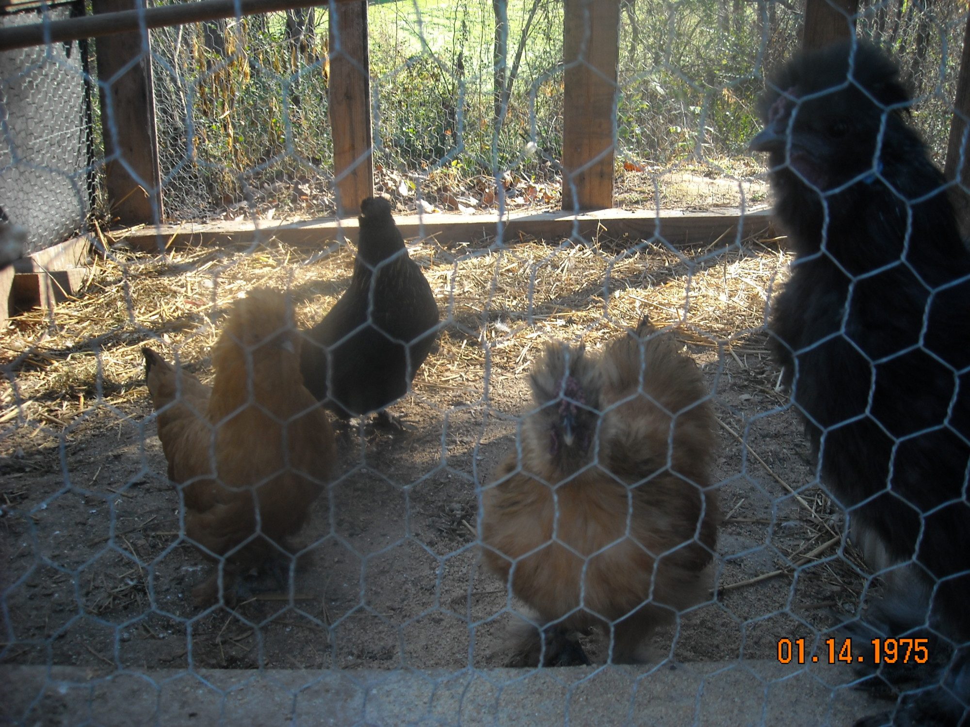 from rght  pumpkin,missy,jolt, and midnight