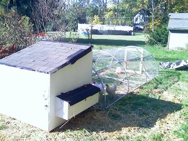 From the back of the coop