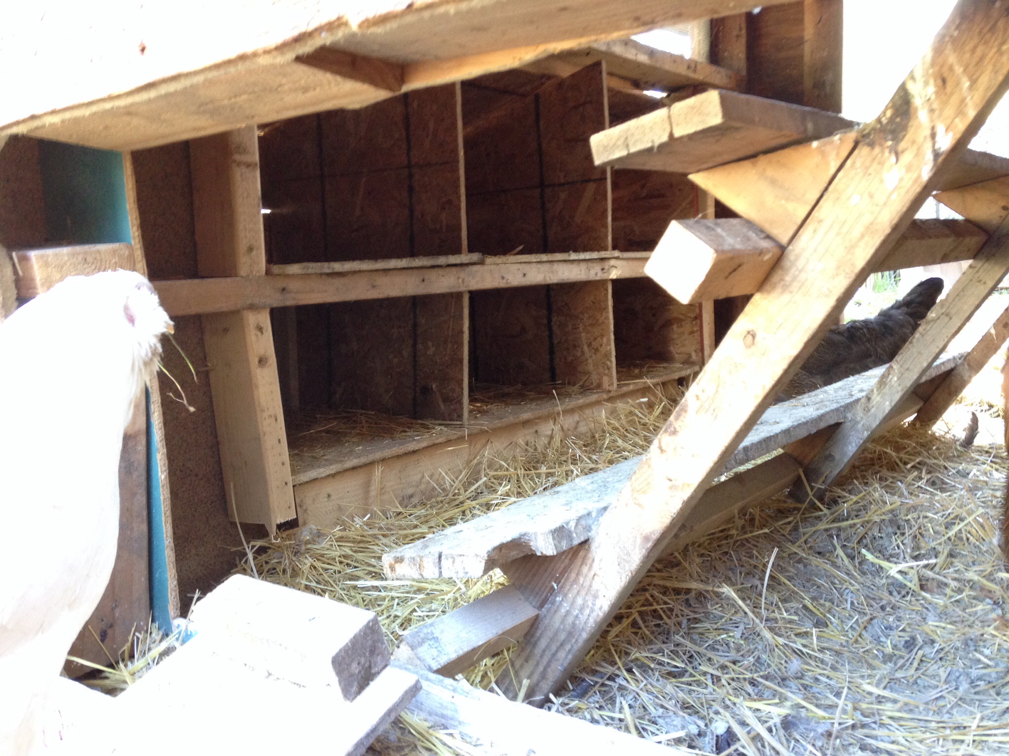 From the backside of the coop