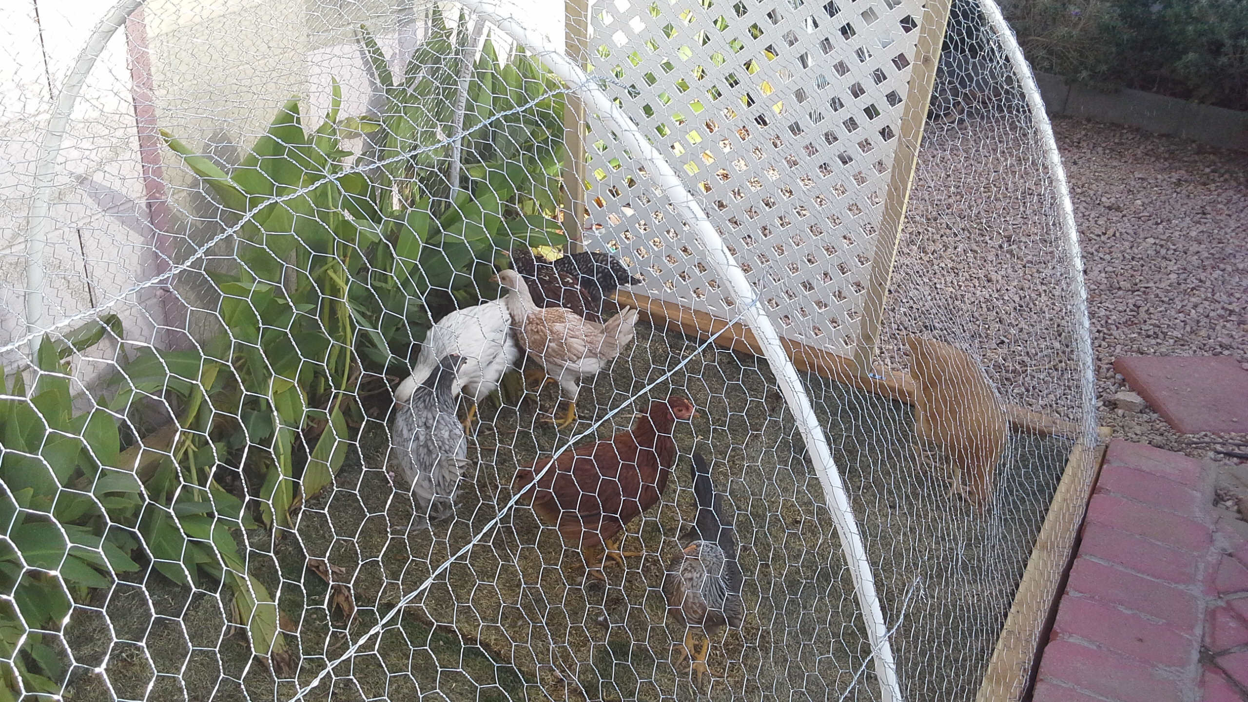 From the first 4 we got back in February we went and bought 4 more...and it k
looks like they are all girls. Here they are on the chicken play area that my husband built for then
here are Luna, Di, Fiona, Blue, Brown,  Spot, Lucy, Shine