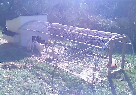 From the front of the coop