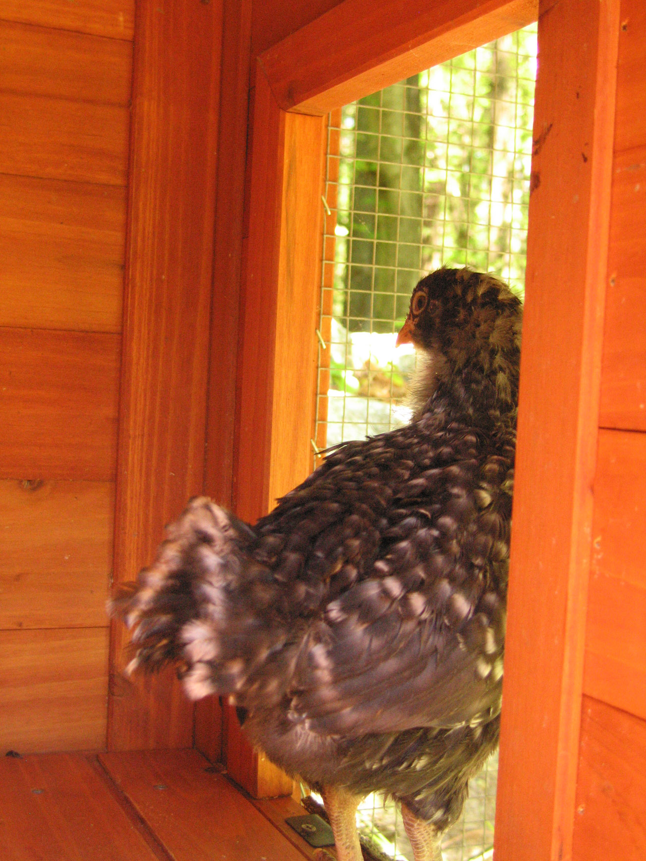 from the inside looking out
