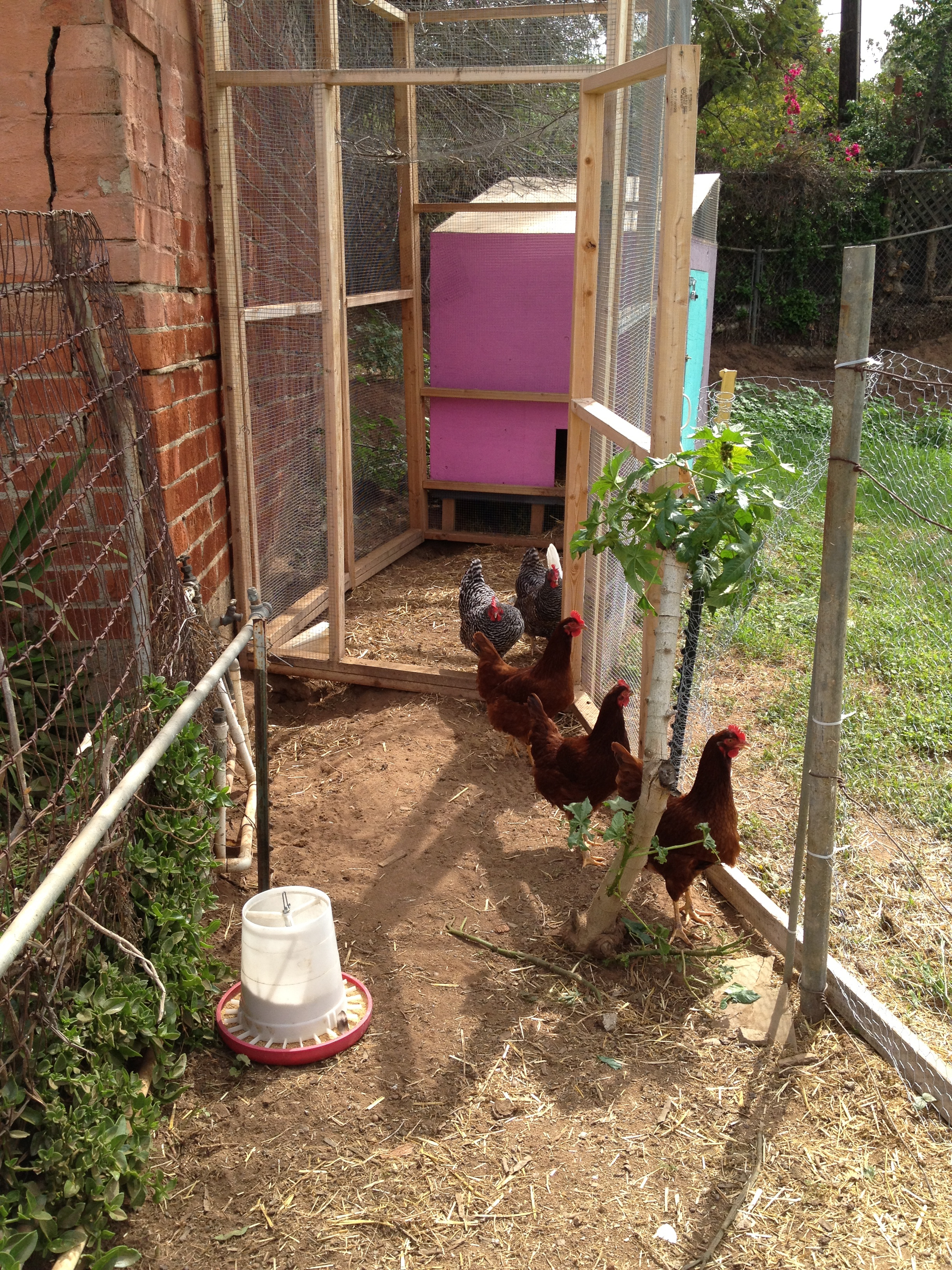From their daytime enclosure into their run, with coop behind