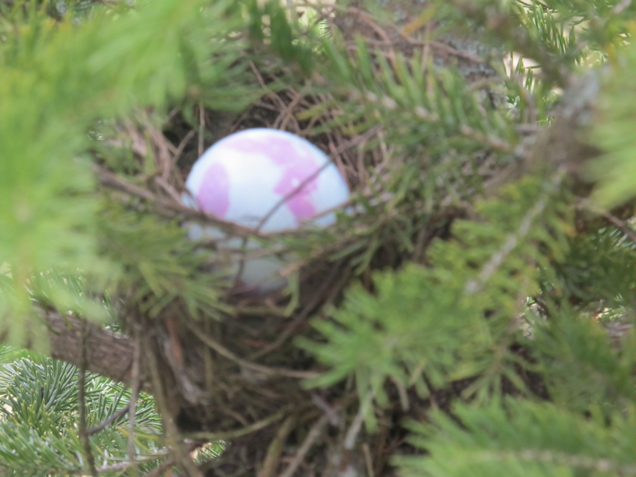From traditional Easter egg hunt 2012.  Found some real birds nest to hide eggs in.  Kids got a real kick out of it!
