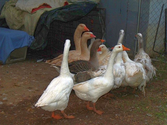 Front 2 Chinese geese, center left Toulouse goose, back left 2 American Buff pair