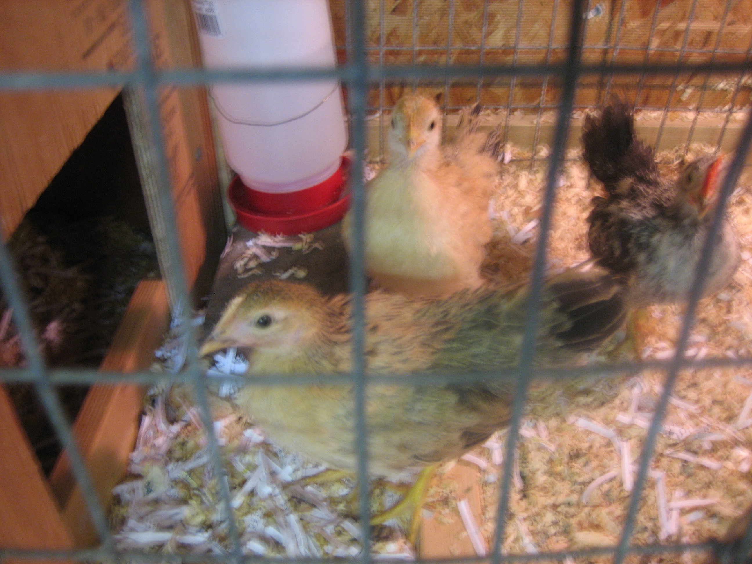 front and center my biggest hen, shes only 9 weeks old and twice the size of the other 2, but very gentle and loves to be held. I named her" big momma"  the little buff colored hen in back is the stringy wild one, shes somewhat silkie too, but very skittish, we're working on that, I named here "blondie"