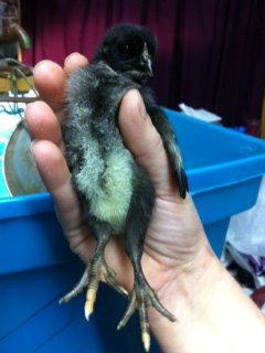 Front/chest of pullet about 3 to 6 days old in pick