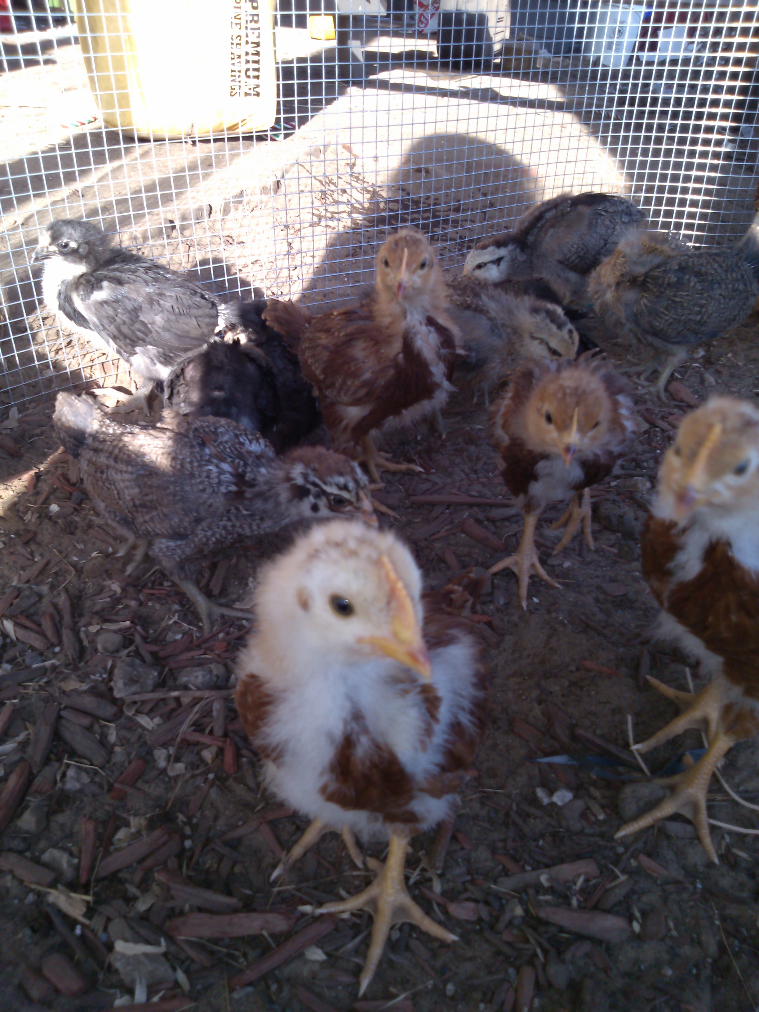 Front chick....The bravest one out of the bunch. Is fast becoming my little buddy.