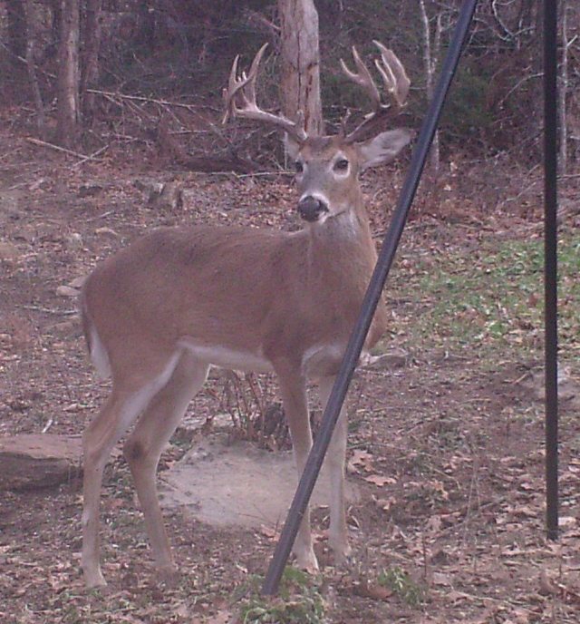 front close-up
