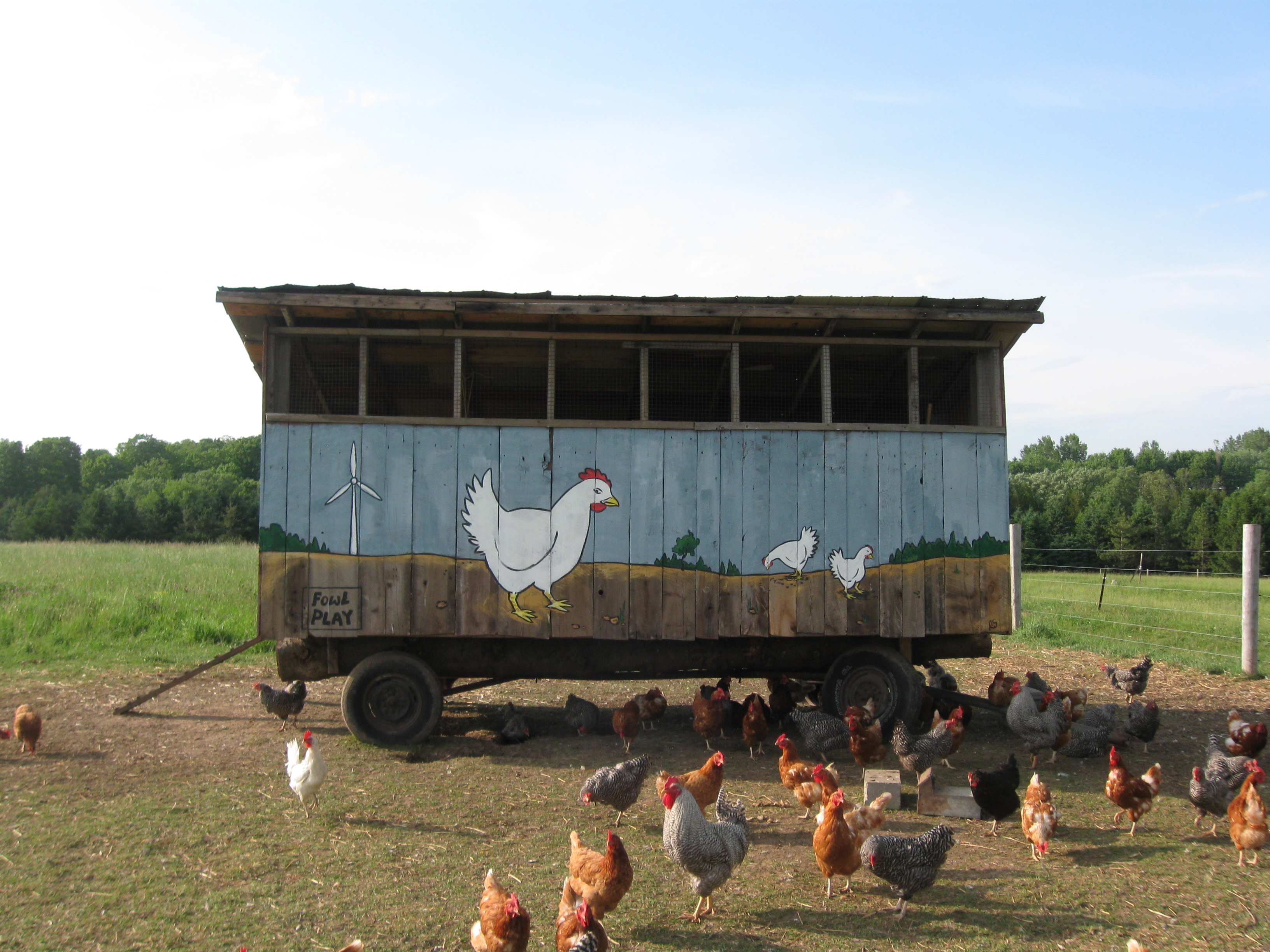 Front of chicken Tractor. My dads Friend painted this in exchange of free eggs.