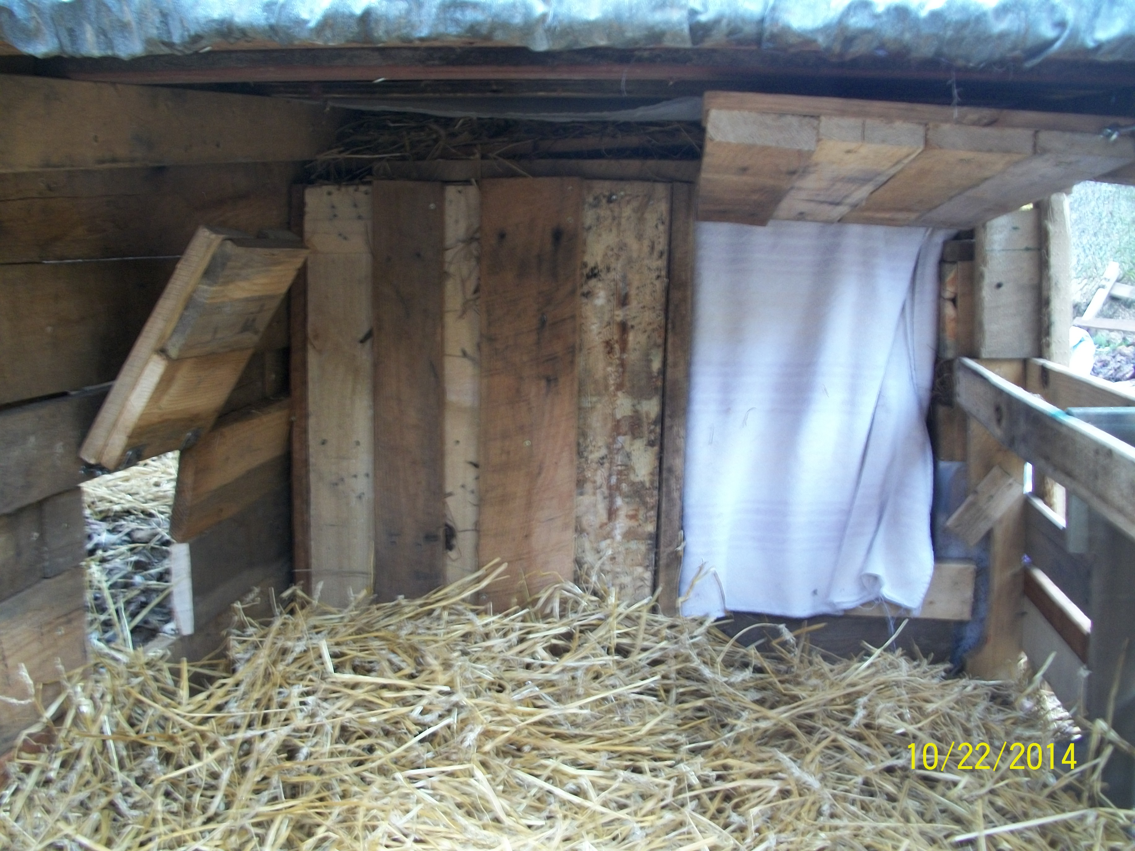 Front of doghouse opens where the winter pop door on the coop opens...both are under roof.