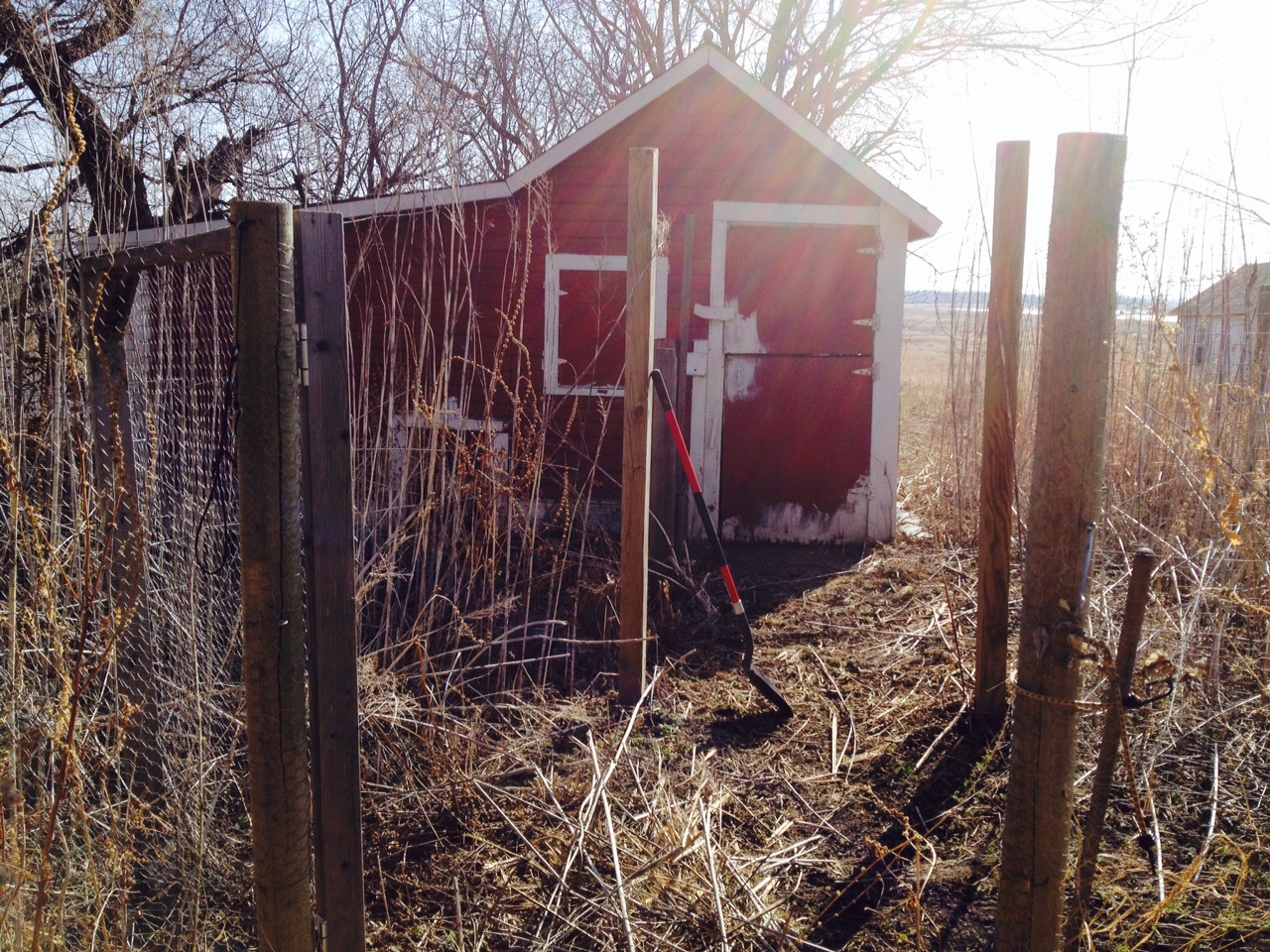 Front of the coop before I chopped down all the stalk type weeds.  That was fun.  Unfortunately there is no grass inside the fence