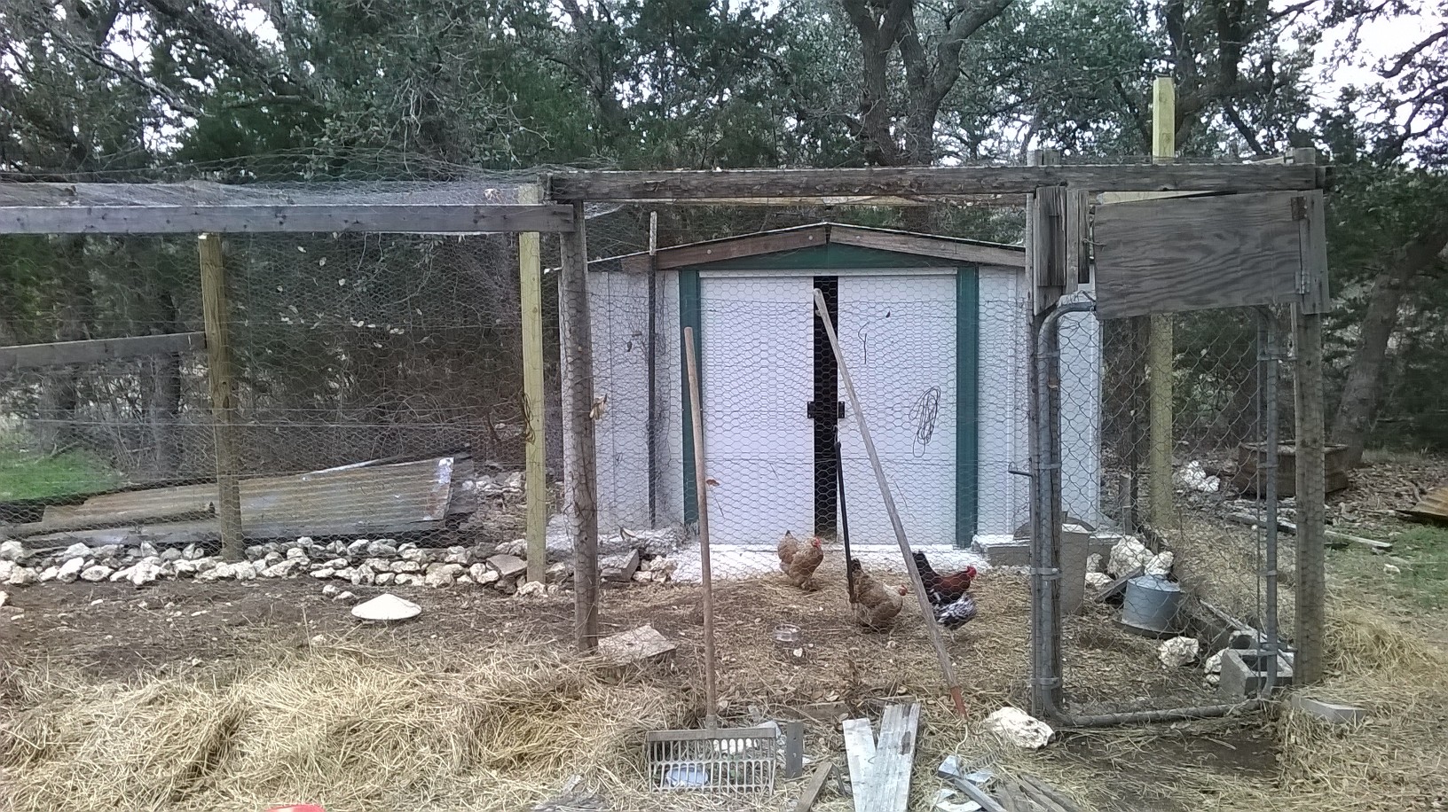Front of the coop, with my three bantam hens and one rooster.