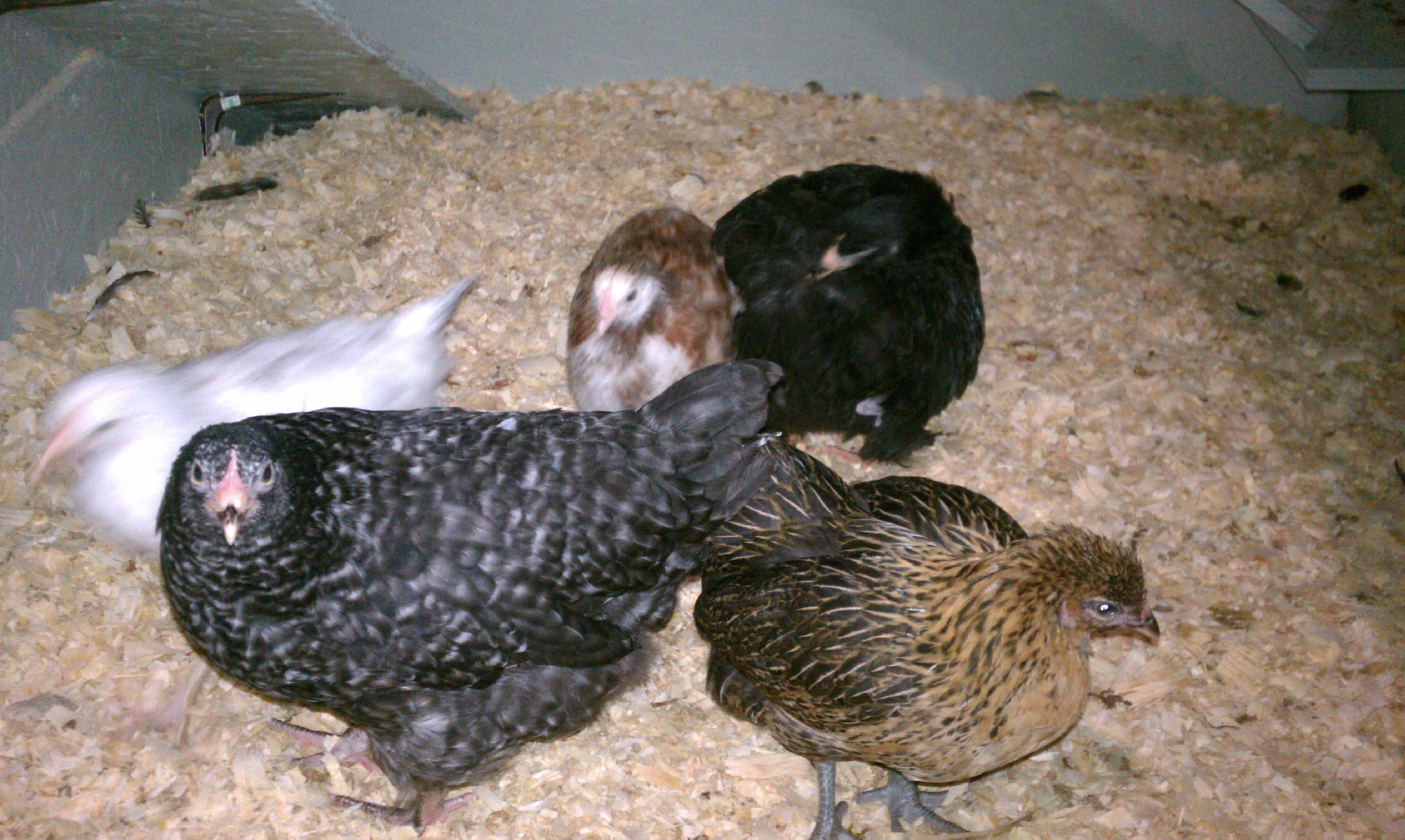 front right