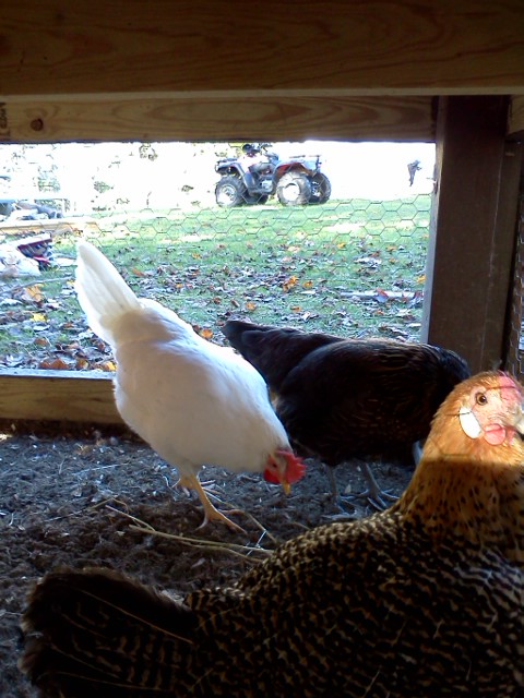 Front to Back: Goldie (Golden Pencled Hamberg), Opal (White leghorn) and Noodle (Araucana)