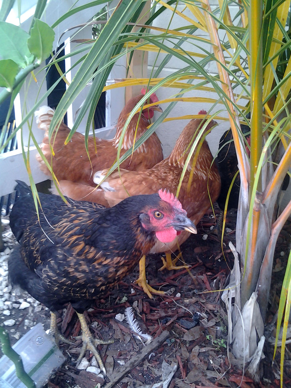 Front to back: Lorelai, Cheep, Sunshine, and Lucy. Red sexlinks and black sexlinks.