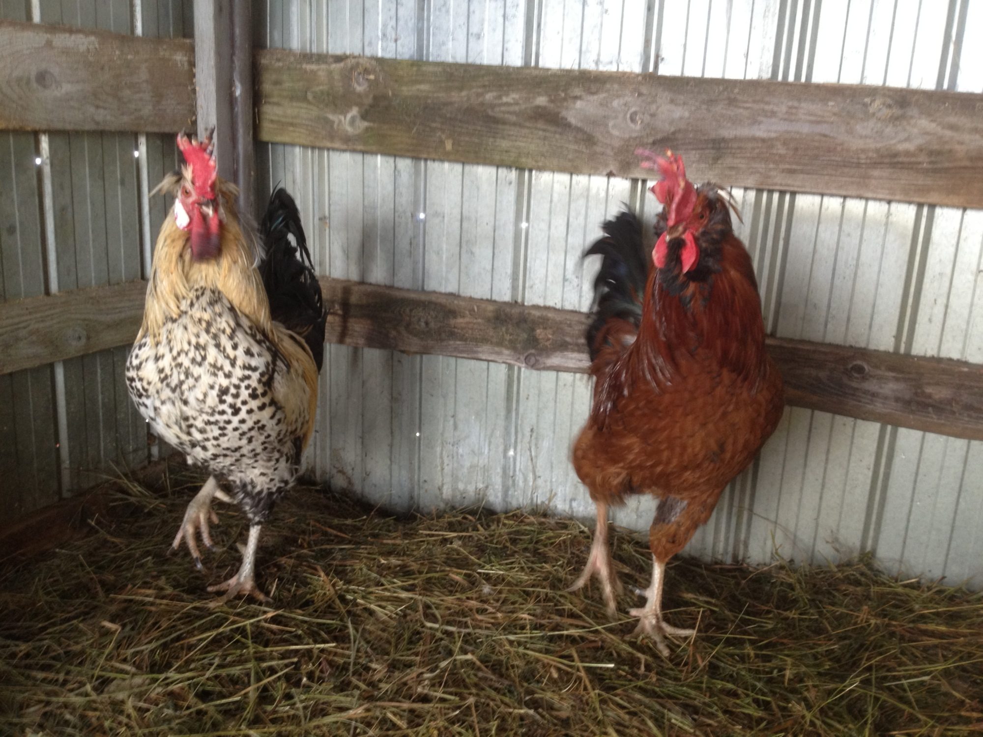 Front View of our Roosters