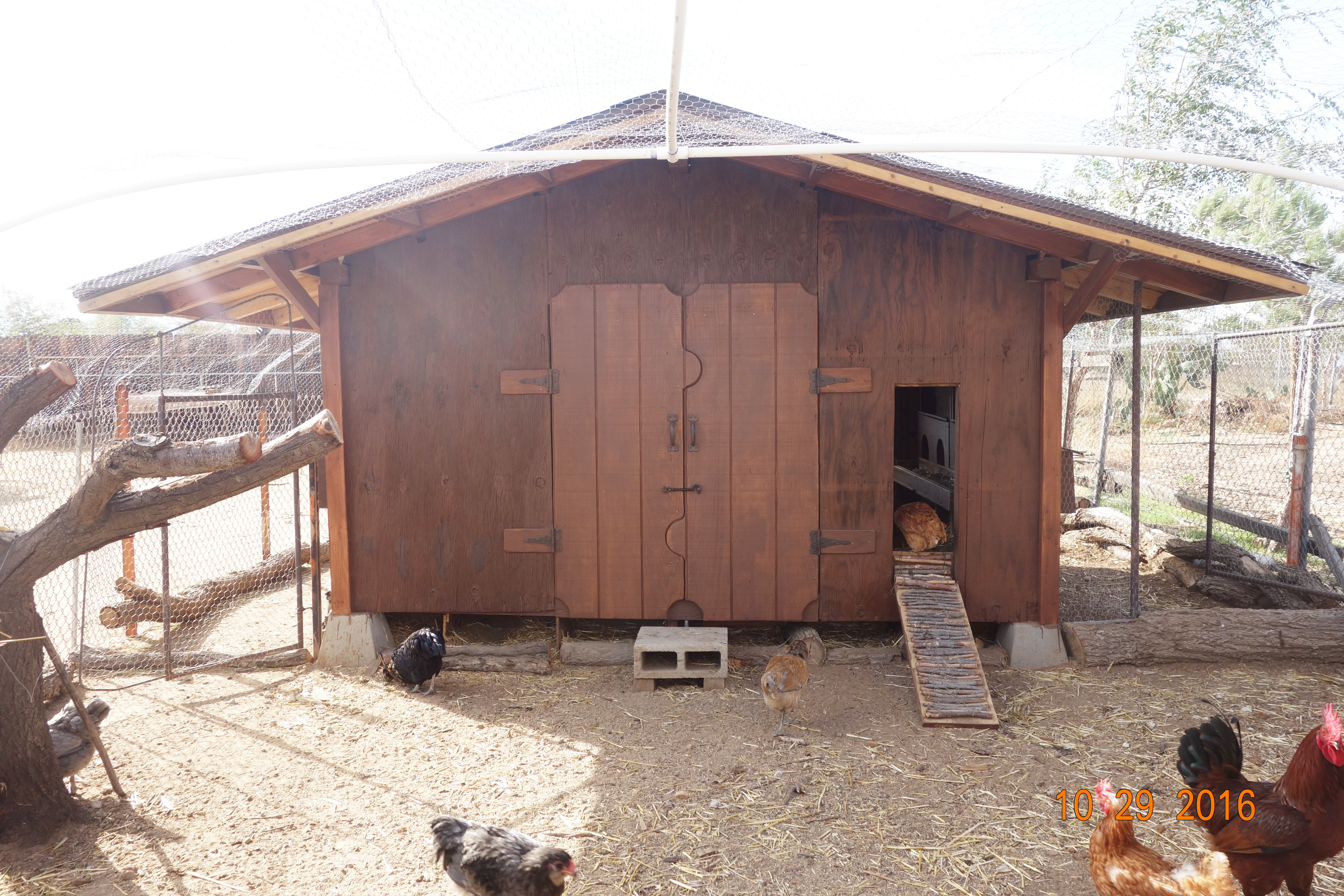 Front view of the coop, 12' wide, 10' deep.