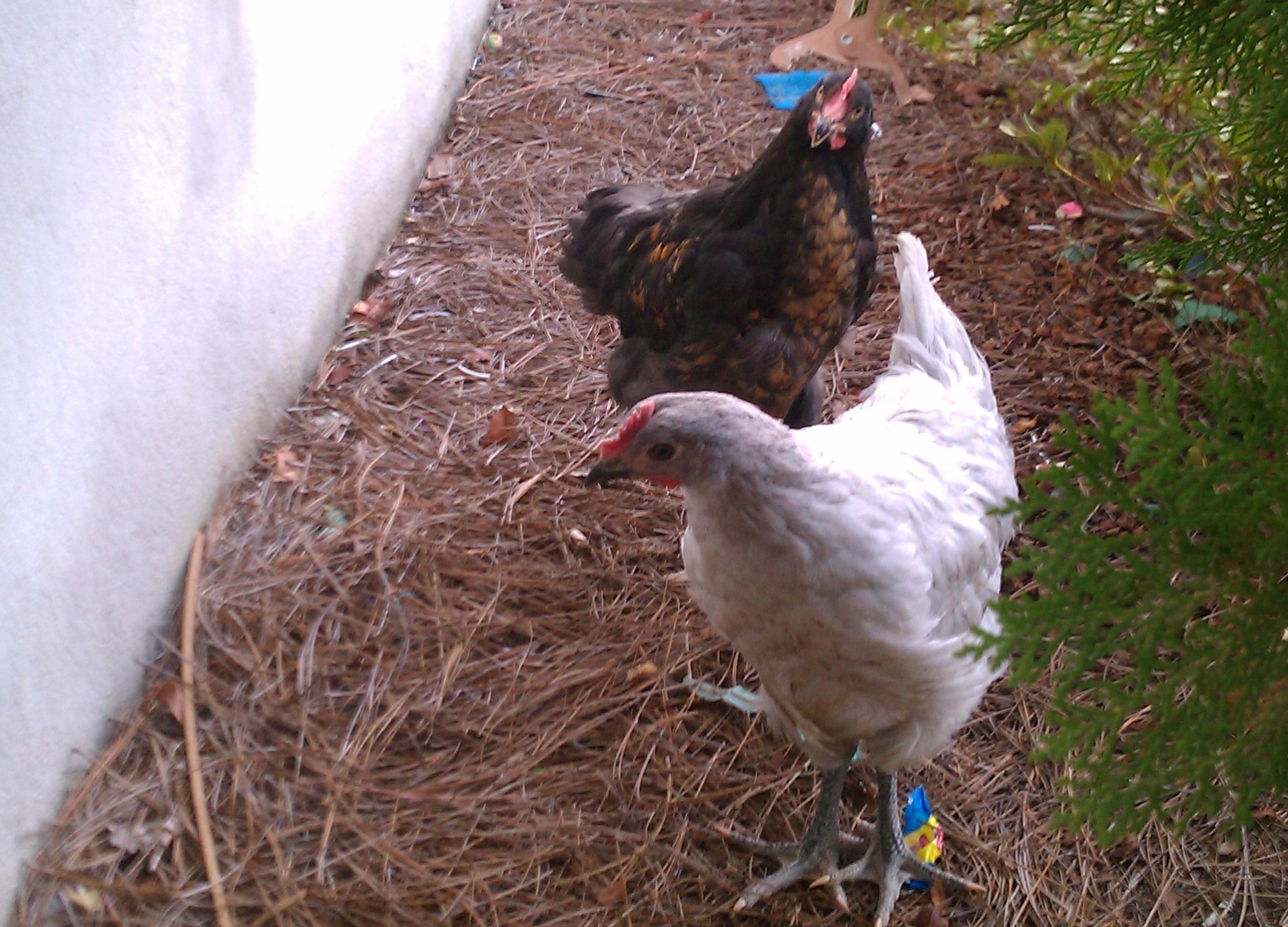 Front view of the fellas.