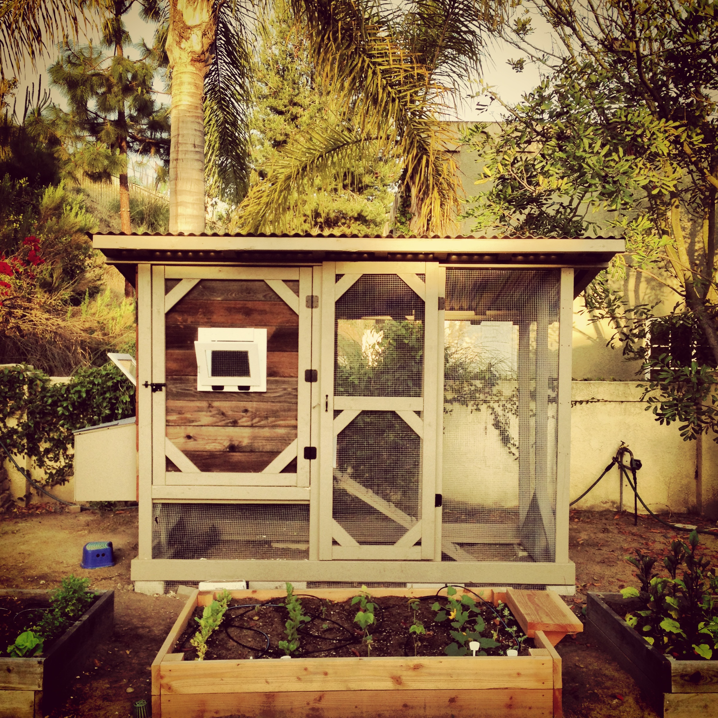 Front view with our raised beds.  Main built from reclaimed wood with chicken run for 5 chickens.