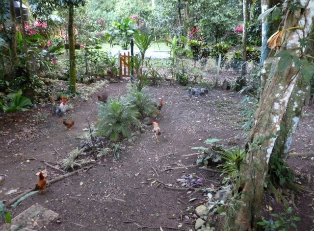 Front yard chickens