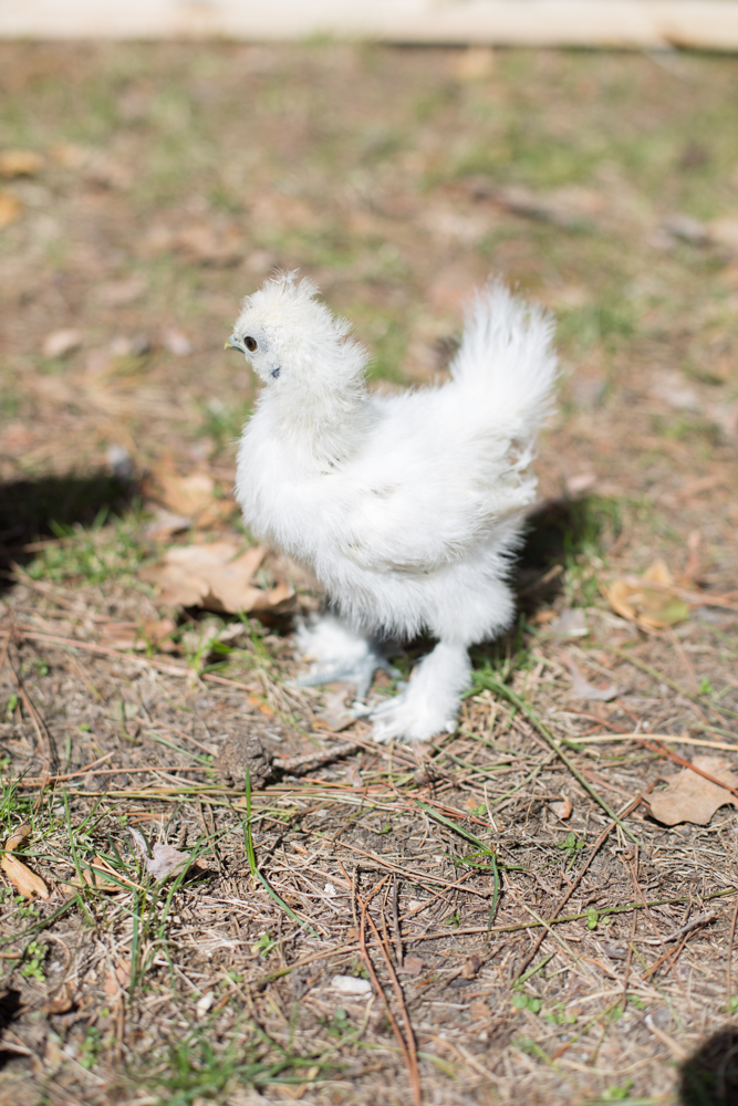 Froozy has changed so much in such a short amount of time! Finally looking like a chicken. ;) 6 weeks, 4 days old.