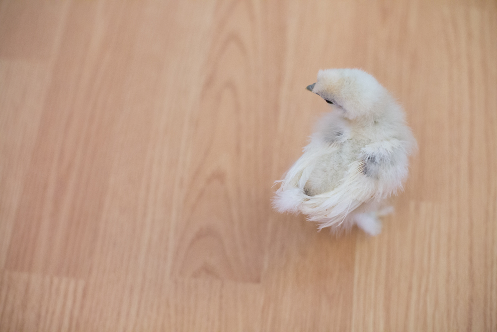 Froozy is feathering out too at 3 weeks, 5 days!...just a little harder to see. : )