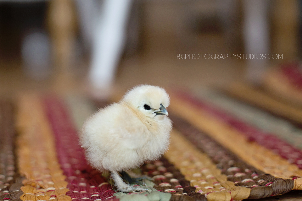 Froozy, our bantam Silkie, at 5 days old.