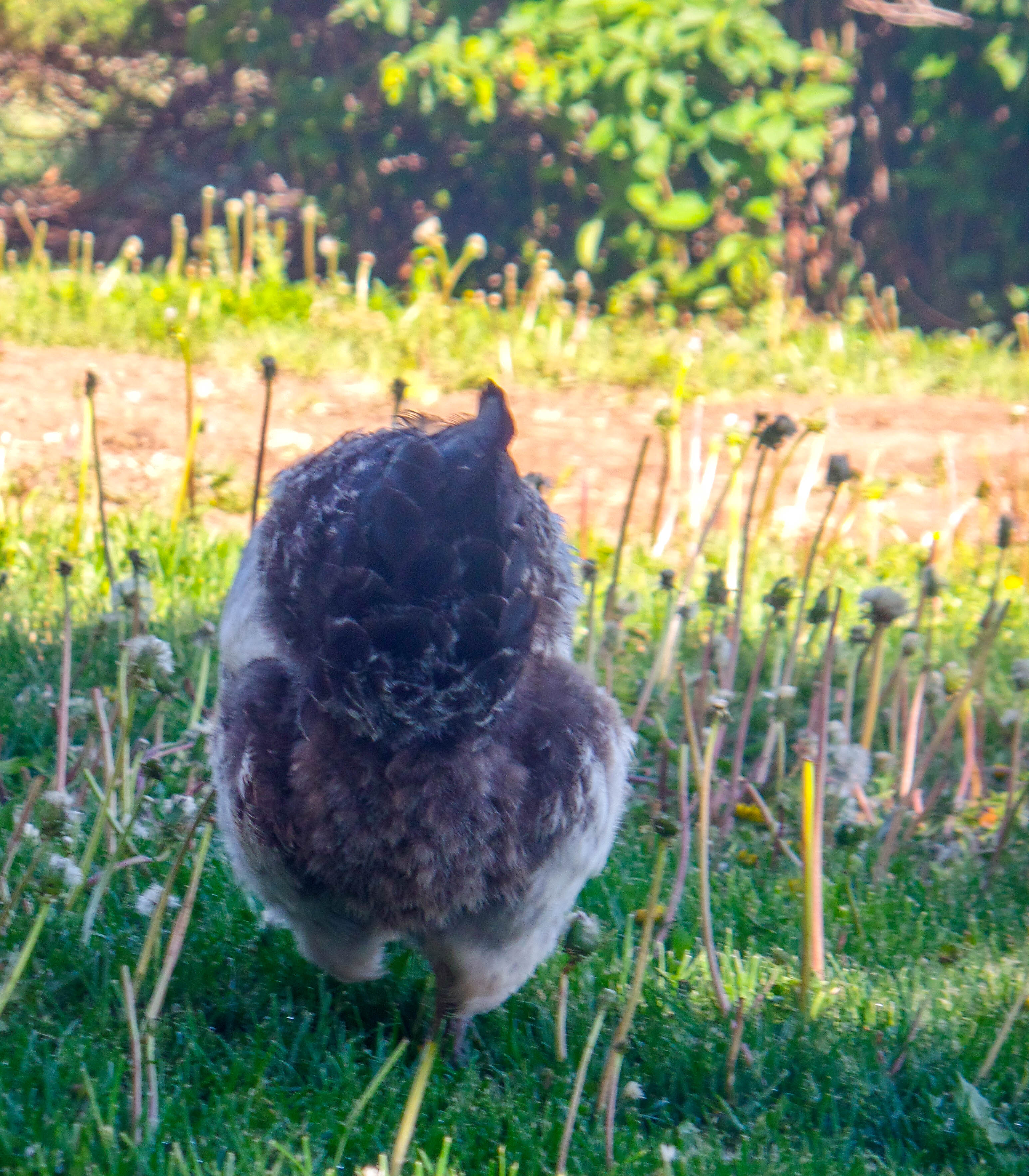 Frosty's fluffy butt