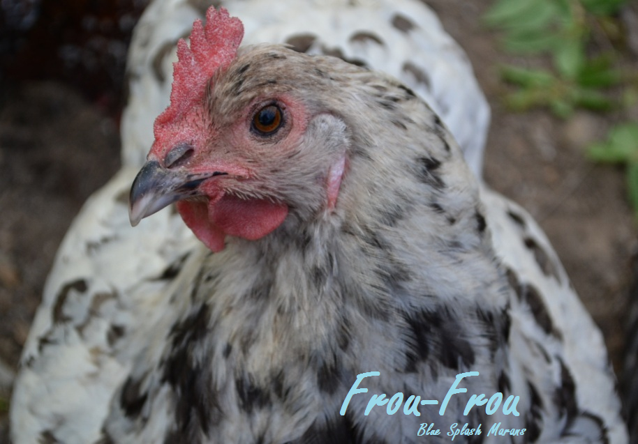 Frou-Frou the blue splash Marans
