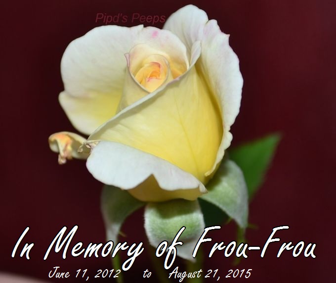 Frou-Frou's Memorial Rose