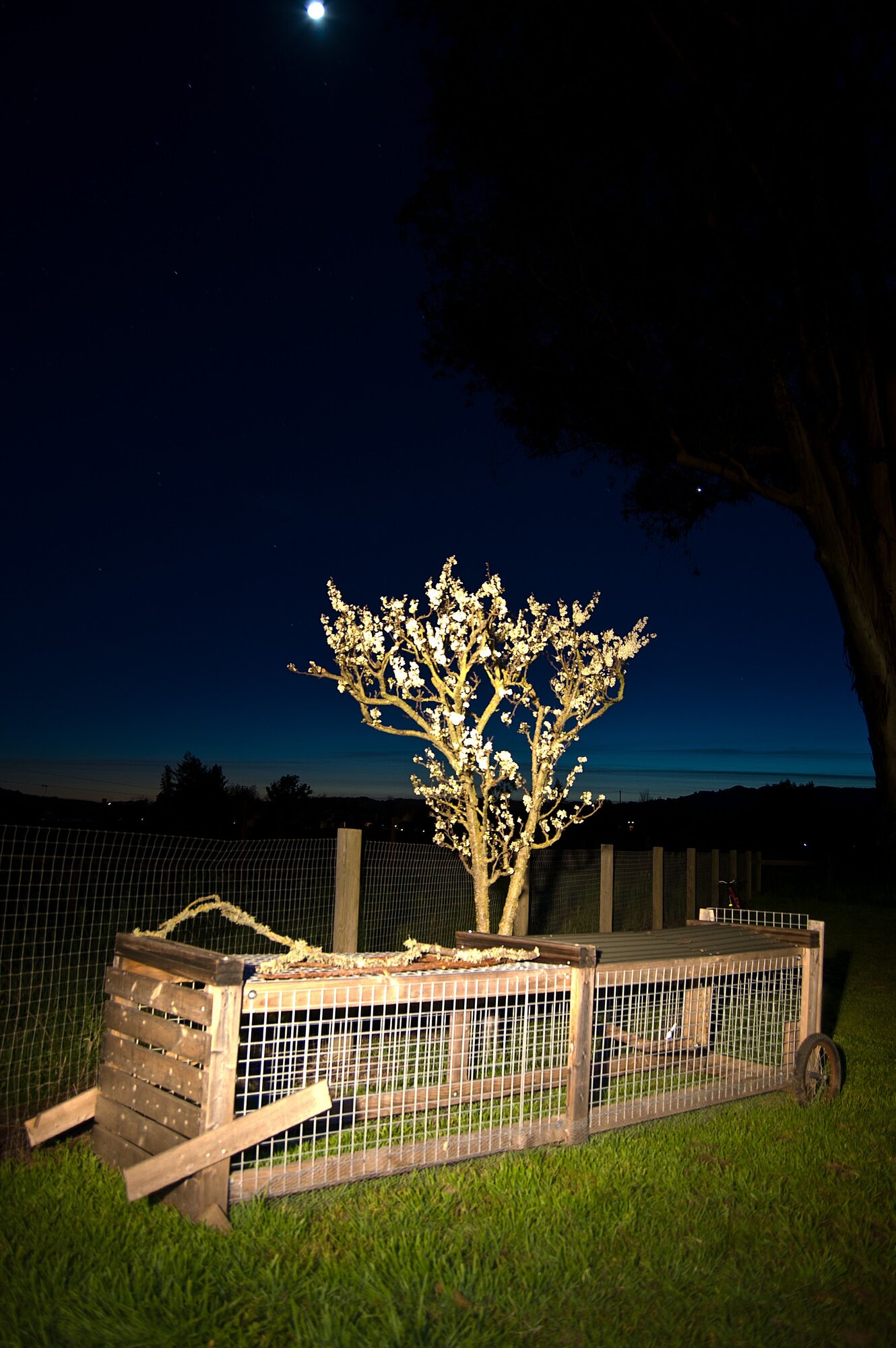 fruit tree night.jpg