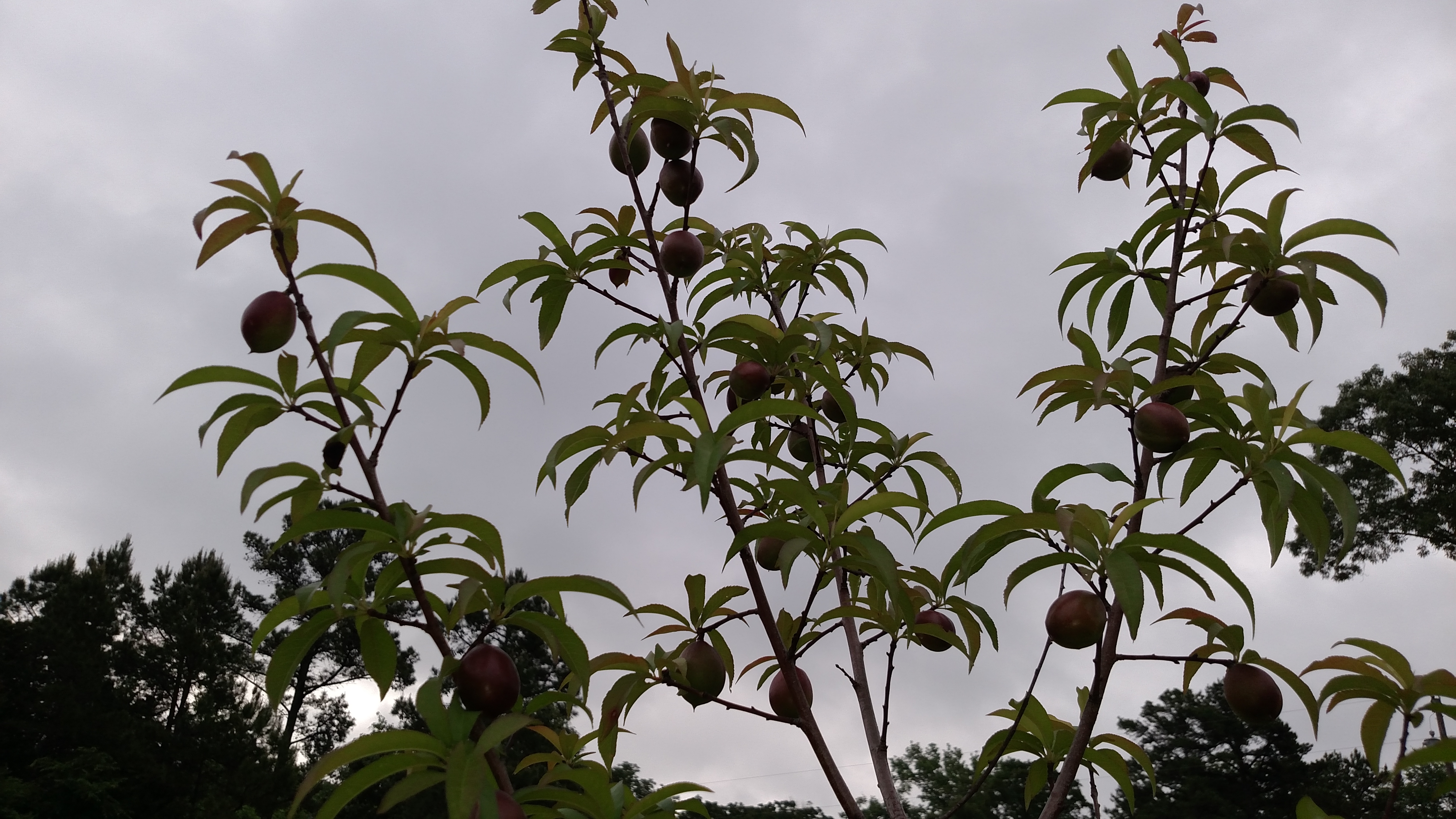 Fruit trees planted last year have fruit.  Got 7 more peach tree twigs in ground this year.  Oh, if only I had this place 10 years ago.