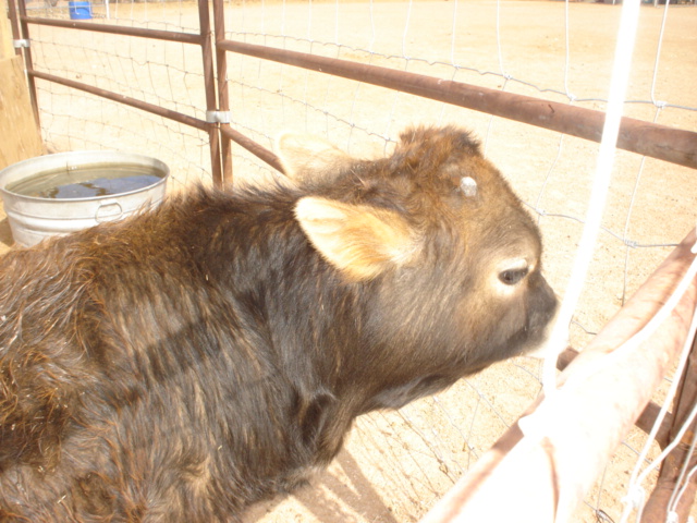 Fu starting to get his horns