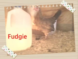Fudgie