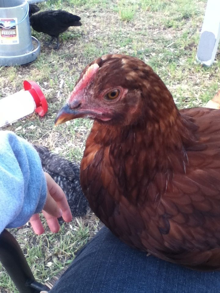 Fuentes
Rhode Island Red