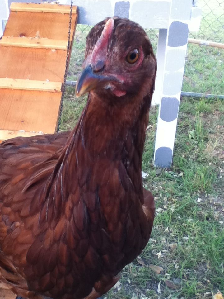 Fuentes
Rhode Island Red