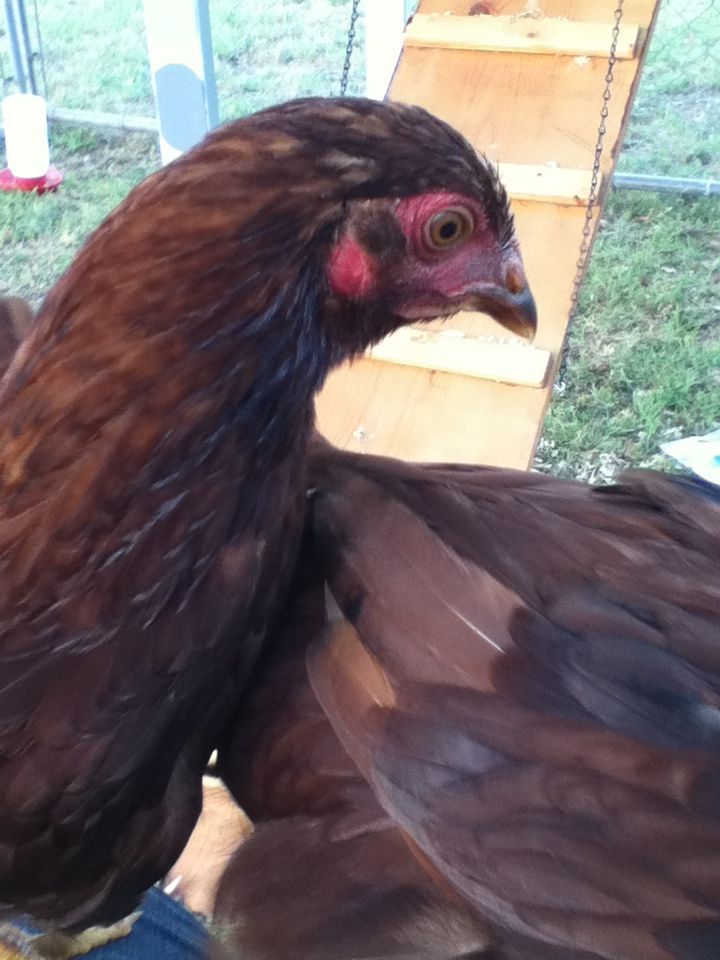 Fuentes
Rhode Island Red