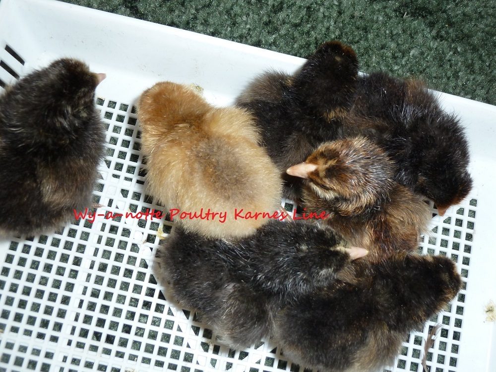 Full assortment 7 Chicks first Hatch