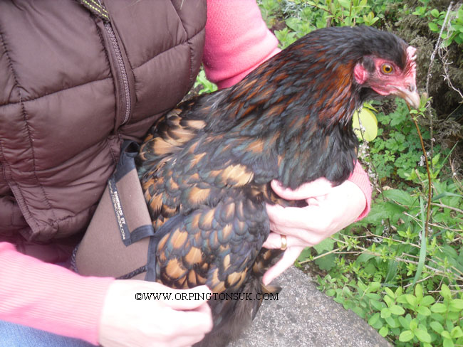 Full fitting instructions with step by step images.
Fitting video and instructions on measuring your hen.
Visit our website
http://orpingtonsuk.com/poultrysaddle.html
