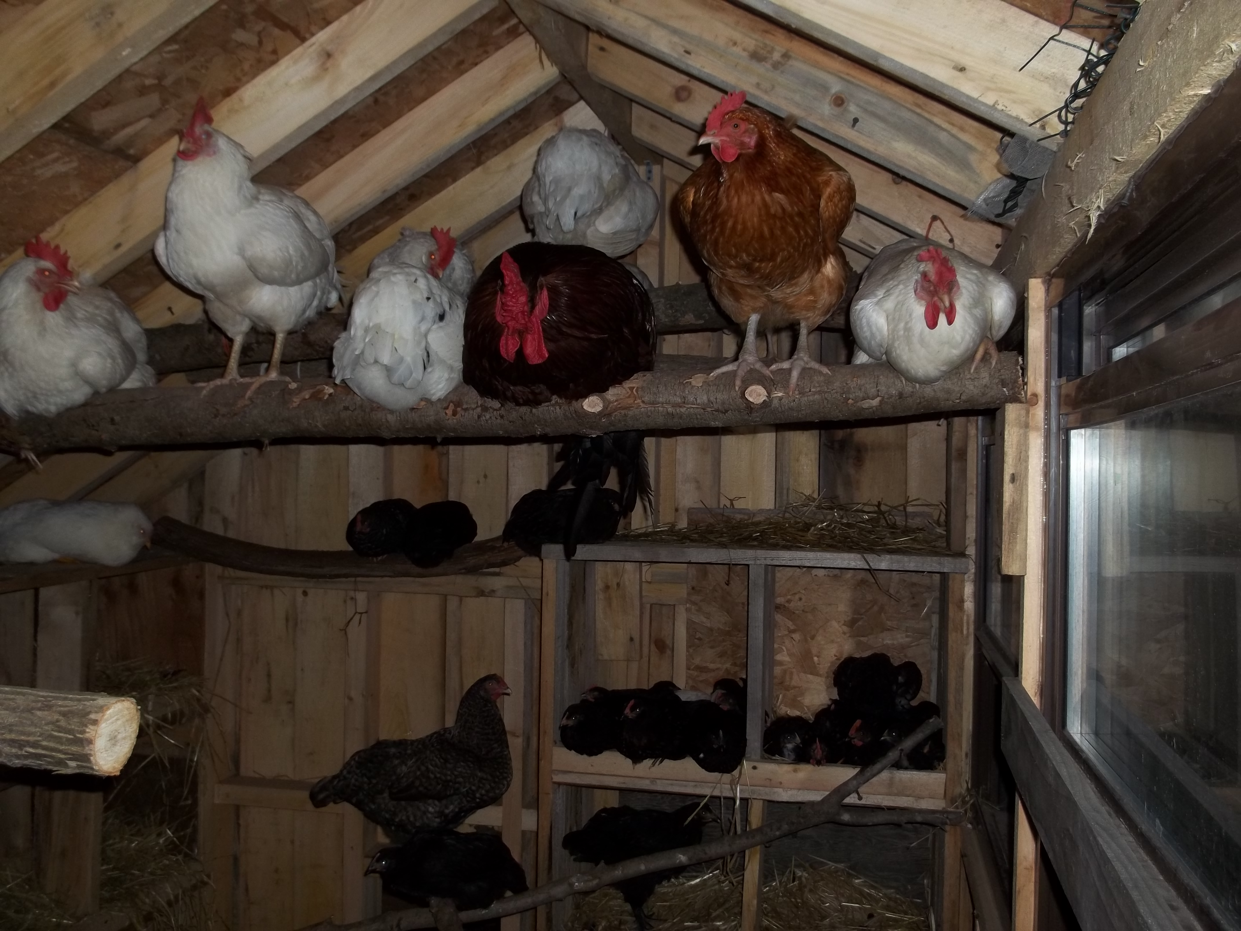 full house, building coop #2 now