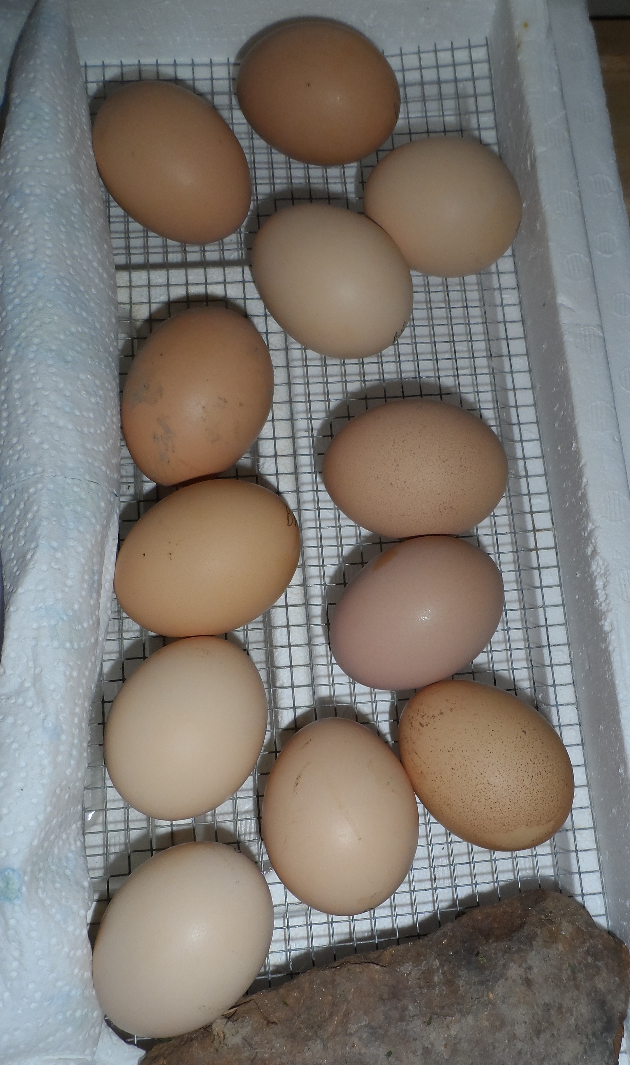 Full Stock Barred Rock