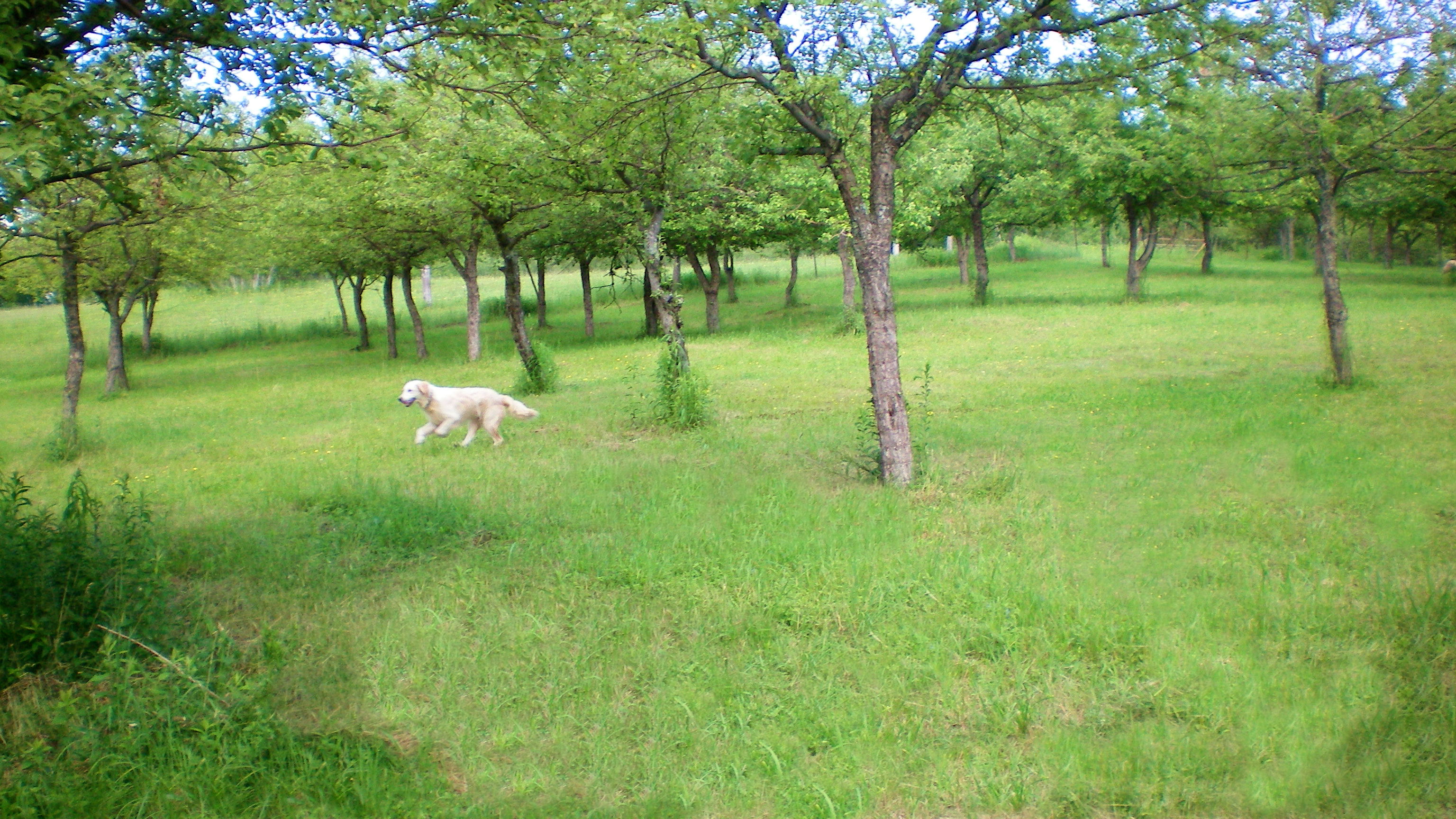 Fun in the apple orchard!
