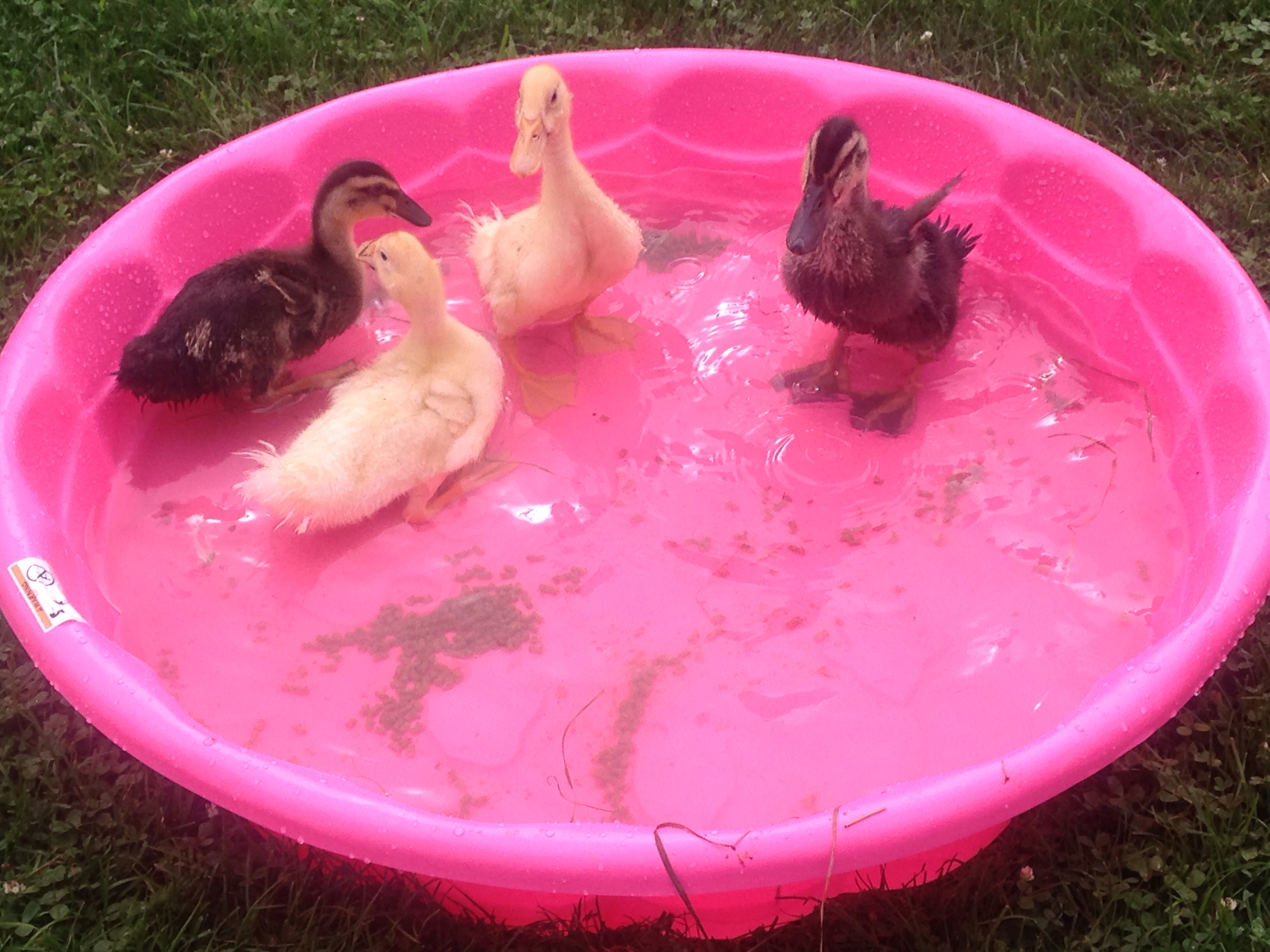 Fun in their new pool