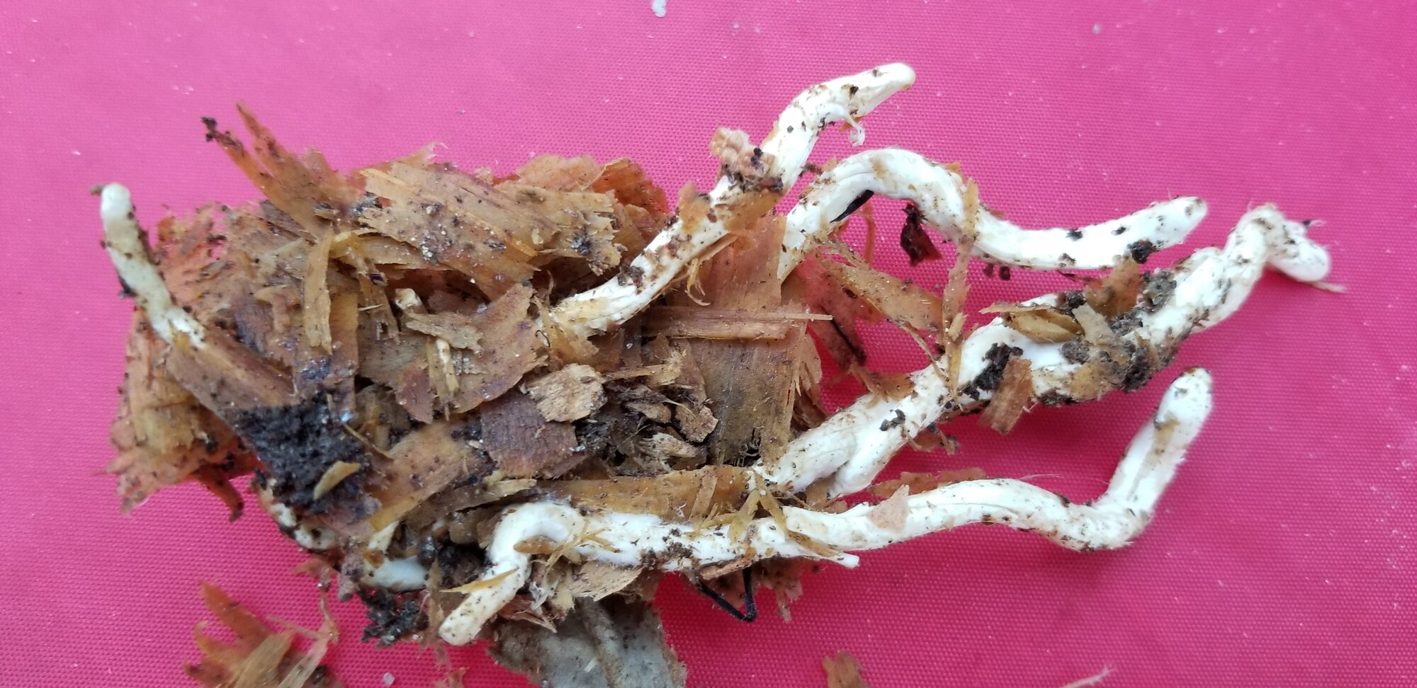 Fungi
