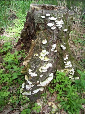 Fungus stump.