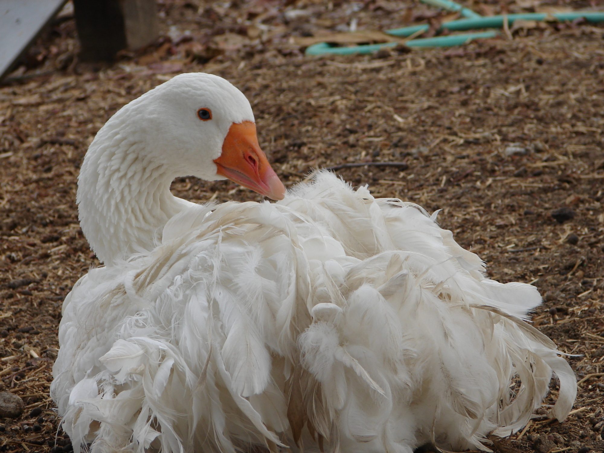 Funkasaurus female sebastopol