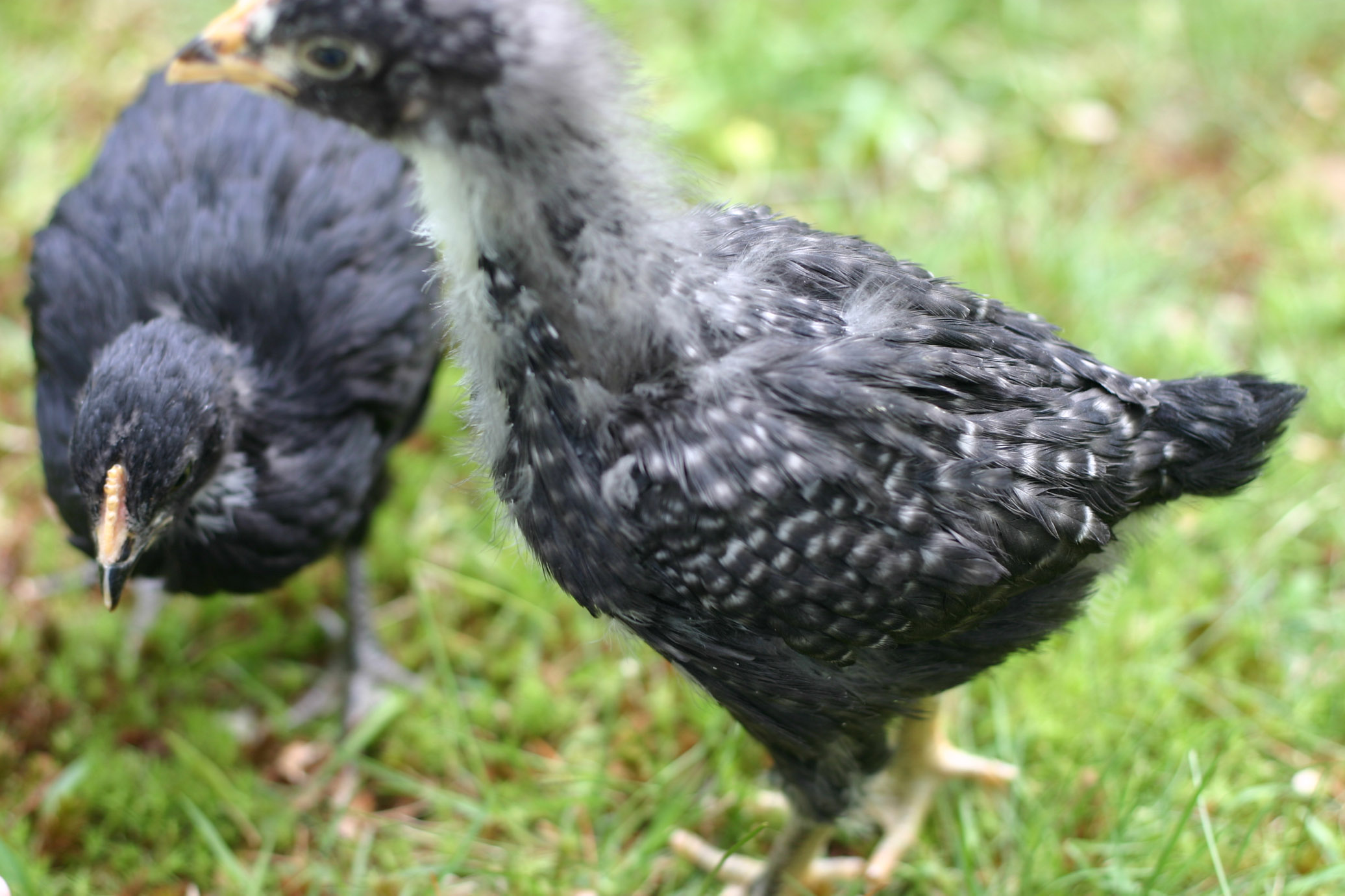 Funky May and Martha First free range day 5-13